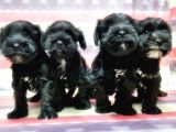 Minyatür Schnauzer Yavrular