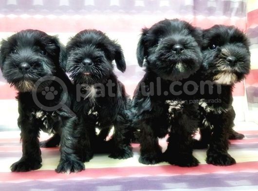 Minyatür Schnauzer Yavrular görsel