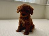 Ev Ortaminda 2 Aylik Di̇şi̇ Red Brown Toy Poodle