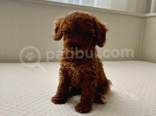 Ev Ortaminda 2 Aylik Di̇şi̇ Red Brown Toy Poodle görsel