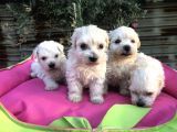 Birinci Sınıf Maltese Terrier Yavrularımız