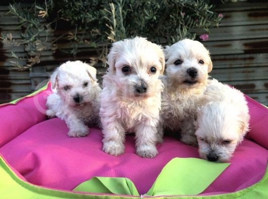 Birinci Sınıf Maltese Terrier Yavrularımız görsel