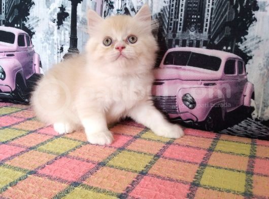 İran Bebekler görsel