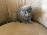 2 Aylık Dişi Topaç Kafa Orjinal Scottish Fold Kızımız