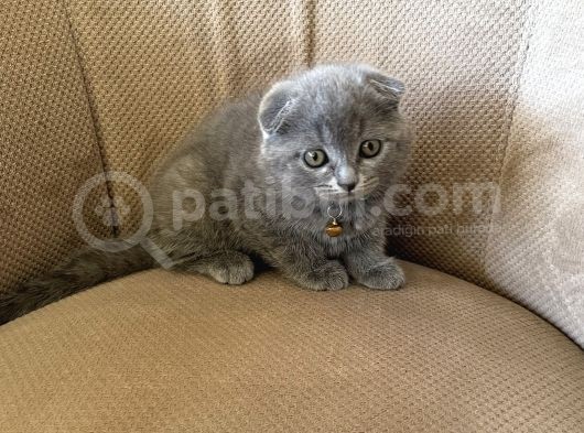 2 Aylık Dişi Topaç Kafa Orjinal Scottish Fold Kızımız görsel