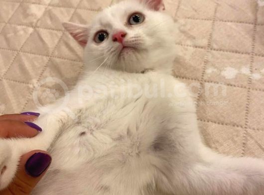 Kendi Kedimin Yavrusu 2,5 Aylık Beyaz Erkek görsel