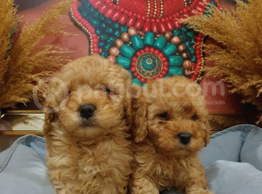 Sağlik Ve Irk Garanti̇li̇ Red Toy Poodle görsel