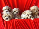 Irk Garantili Maltipoo Bebekler