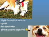 Uşak Zincirli Kayıp Köpek