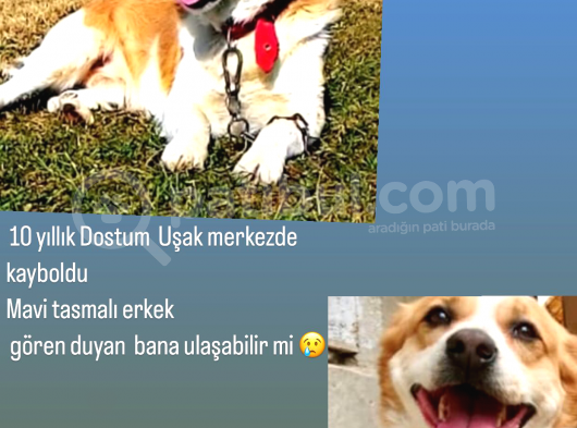 Uşak Zincirli Kayıp Köpek görsel