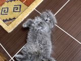 Scottish Fold Gri Yavru
