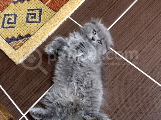 Scottish Fold Gri Yavru görsel