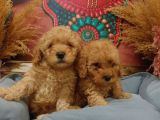 Sağlik Ve Irk Garanti̇li̇ Red Toy Poodle