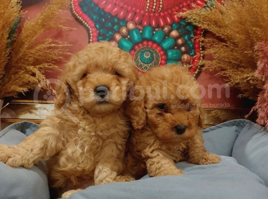 Sağlik Ve Irk Garanti̇li̇ Red Toy Poodle görsel