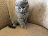 2 Aylık Dişi Topaç Kafa Orjinal Scottish Fold Kızımız