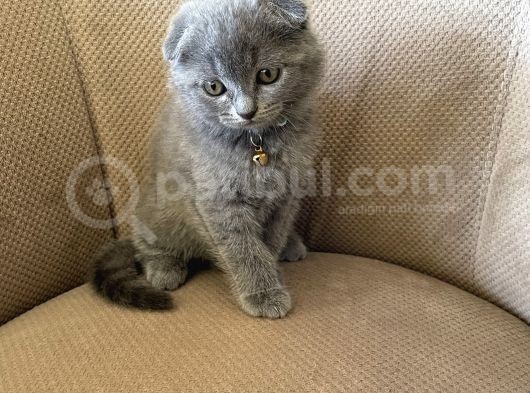 2 Aylık Dişi Topaç Kafa Orjinal Scottish Fold Kızımız görsel