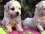 Birinci Sınıf Maltese Terrier Yavrularımız