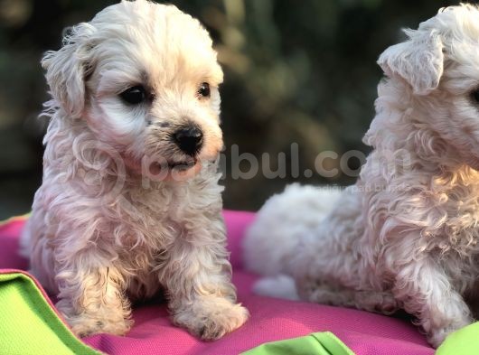 Birinci Sınıf Maltese Terrier Yavrularımız görsel