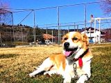 Uşak Zincirli Kayıp Köpek