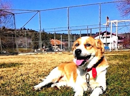 Uşak Zincirli Kayıp Köpek