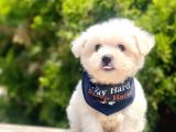 Maltese Mini Boy Sevimli Yavrular