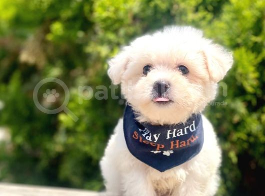 Maltese Mini Boy Sevimli Yavrular görsel