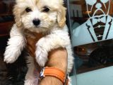 Son Erkek Maltipoo Yavrum
