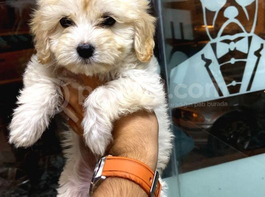 Son Erkek Maltipoo Yavrum