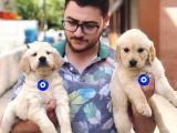 Vecihiden Golden Retriever Yavru Köpekler