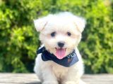 Maltese Mini Boy Sevimli Yavrular