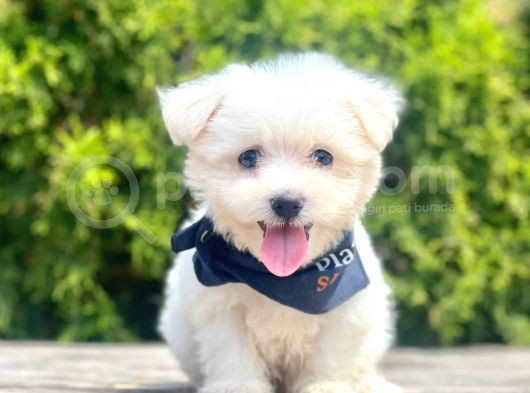 Maltese Mini Boy Sevimli Yavrular