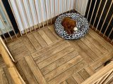 Ev Ortaminda 2 Aylik Di̇şi̇ Red Brown Toy Poodle