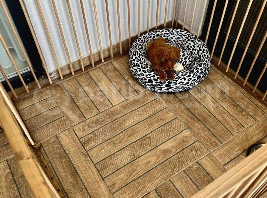 Ev Ortaminda 2 Aylik Di̇şi̇ Red Brown Toy Poodle görsel