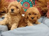 Sağlik Ve Irk Garanti̇li̇ Red Toy Poodle