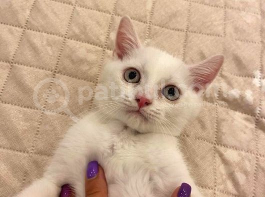 Kendi Kedimin Yavrusu 2,5 Aylık Beyaz Erkek görsel