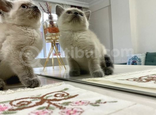 Bri̇ti̇şh Ve Bluo Poi̇nt 2 Aylık Kedilerimiz Dişi Ve Erkek görsel