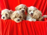 Irk Garantili Maltipoo Bebekler