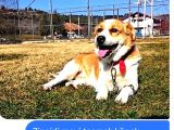 Uşak Zincirli Kayıp Köpek