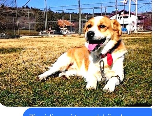 Uşak Zincirli Kayıp Köpek görsel