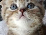 Fiyat Görüşülür Scottish Fold