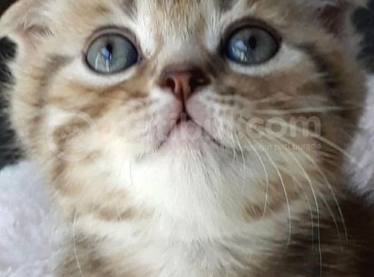 Fiyat Görüşülür Scottish Fold