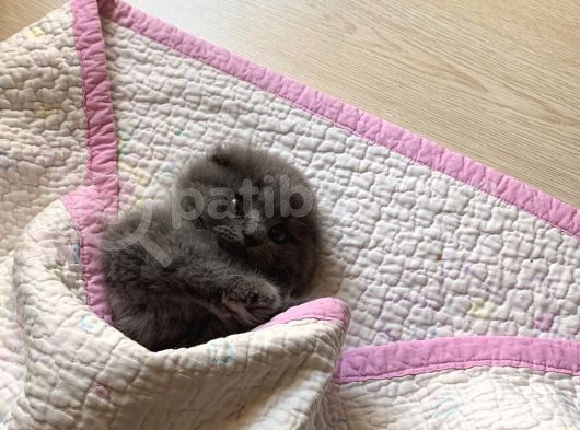 Scottish Fold Gri Yavru görsel