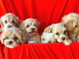 Irk Garantili Maltipoo Bebekler