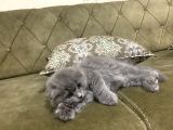 Scottish Fold Gri Yavru