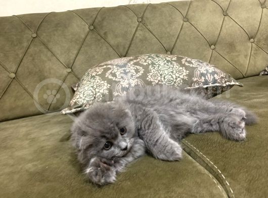 Scottish Fold Gri Yavru görsel