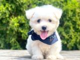 Maltese Mini Boy Sevimli Yavrular