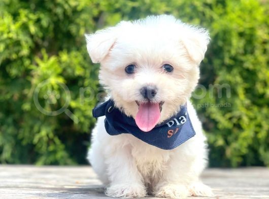 Maltese Mini Boy Sevimli Yavrular görsel