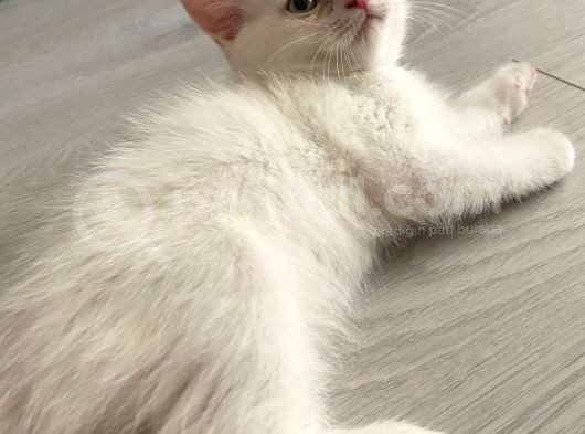 Kendi Kedimin Yavrusu 2,5 Aylık Beyaz Erkek görsel