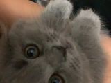 Scottish Fold Gri Yavru
