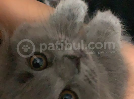 Scottish Fold Gri Yavru
